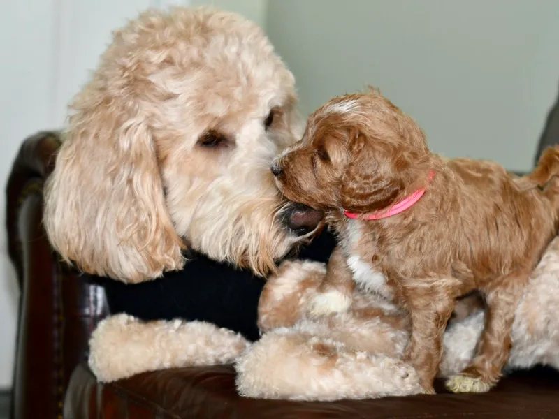 Honeysuckle Creek Goldendoodles