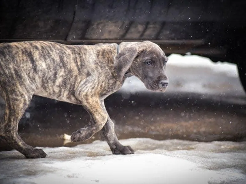 Honi Vale Great Danes
