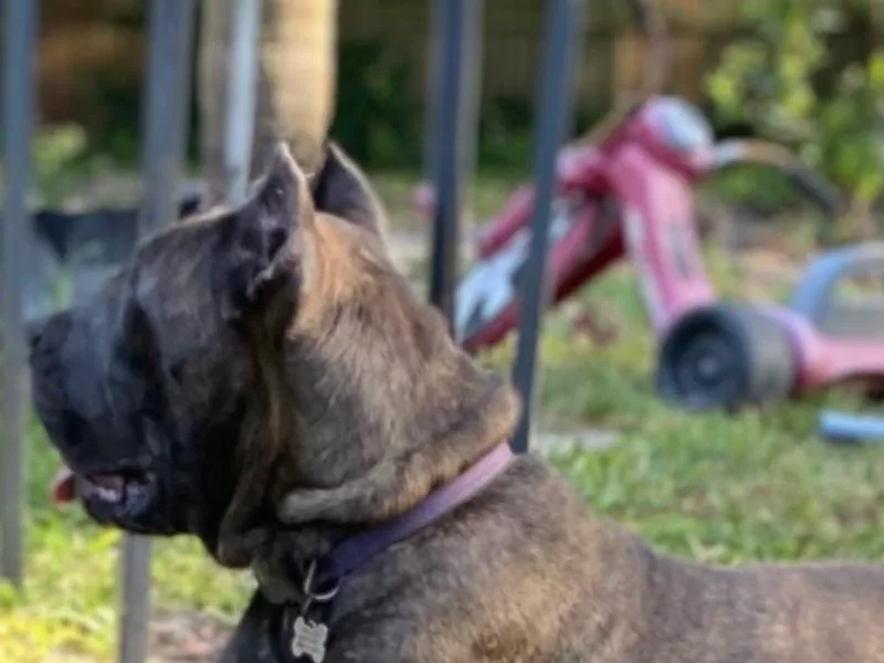 Honor Cane Corso