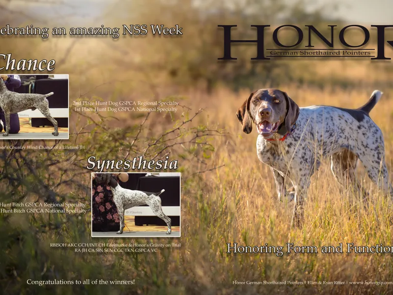 Honor German Shorthaired Pointers