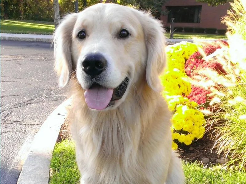 Honora Golden Retrievers