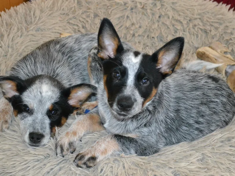 Hoo Doo Valley Heelers