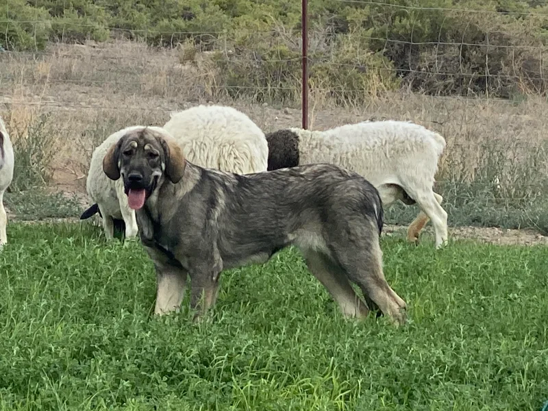 Hoof and Fang Spanish Mastiffs
