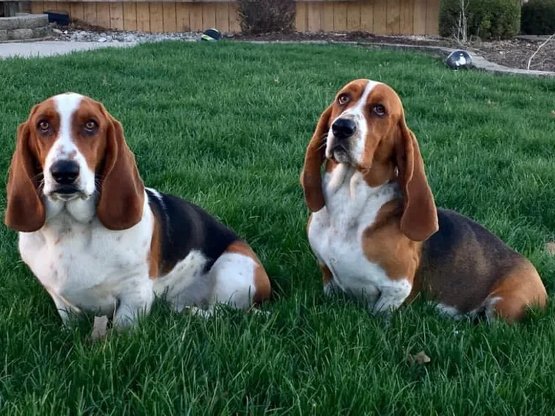 Hoosier Basset Hounds