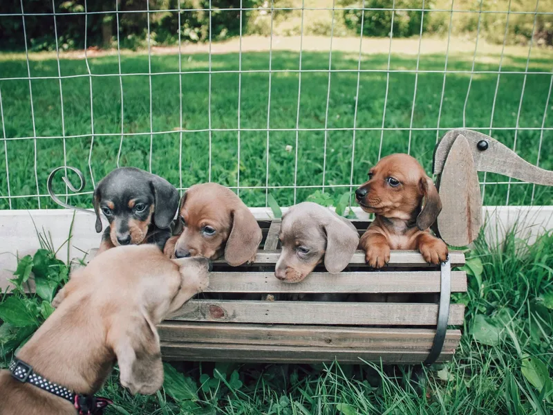 Hoosier Little Wieners
