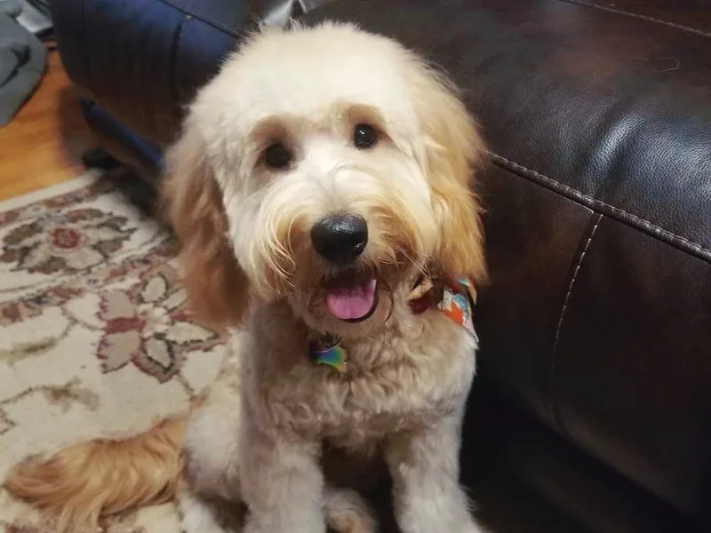 Hoosier Mini Doodles