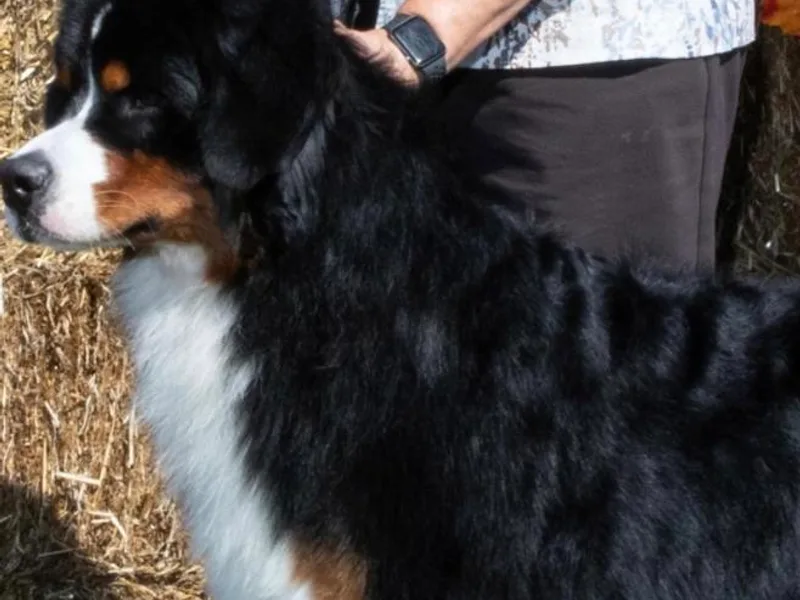 Hoosier Roos Bernese photo 1