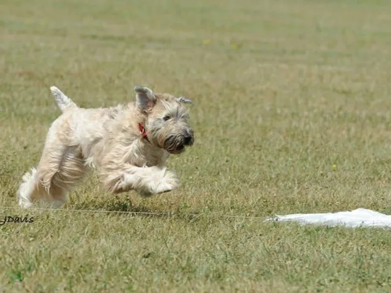 Hoosier Soft Coated Wheaten Terriers