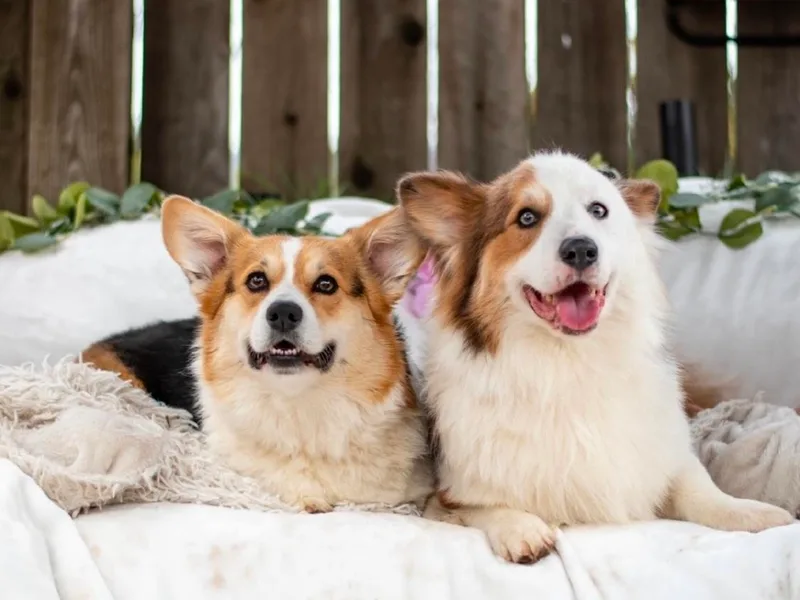 Hope_4thebay_Corgis