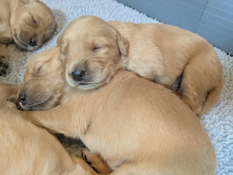 Hope &amp; Joy Acres