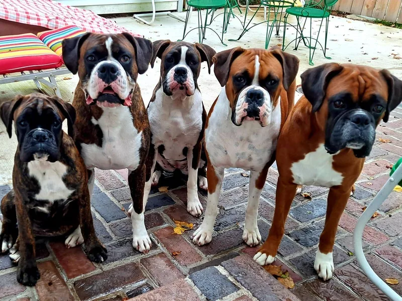 Hope's Beautiful Boxers