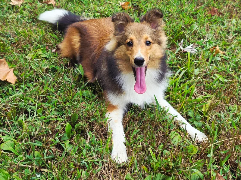 Hope's Heart Shelties
