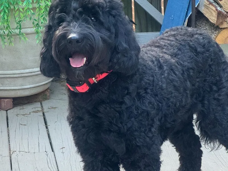 Hopeful Heart Doodles