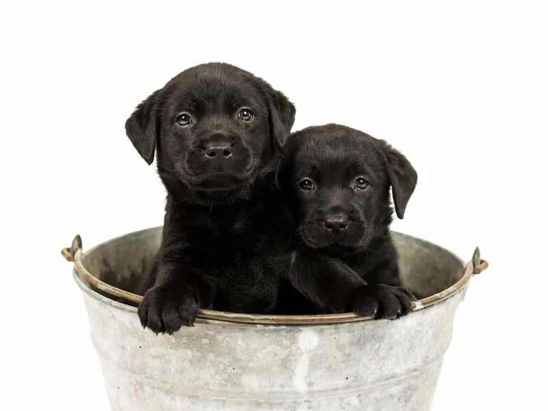 Hopeville Labradors