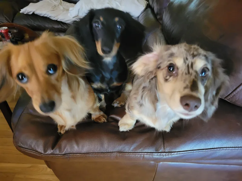 Hopper Road Miniature Dachshunds