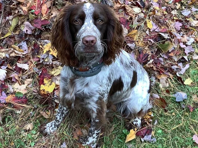 Hoppin Honey Homestead
