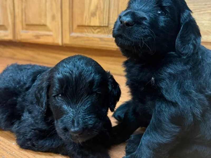 Hopping Howlers Ranch