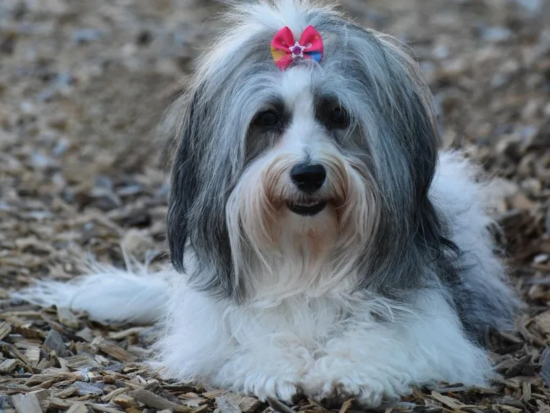 Hoppy Havanese