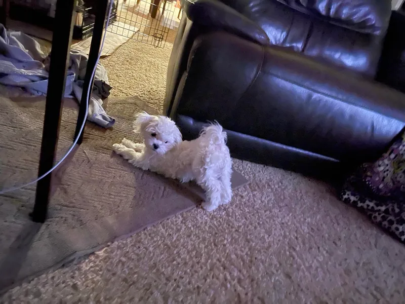 Hops-a-Lot Maltese Ranch