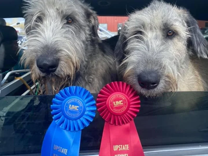 Hops-N-Hounds Irish Wolfhounds