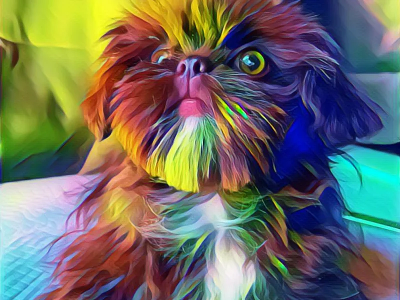 Horacio Basulto's Shih Tzu