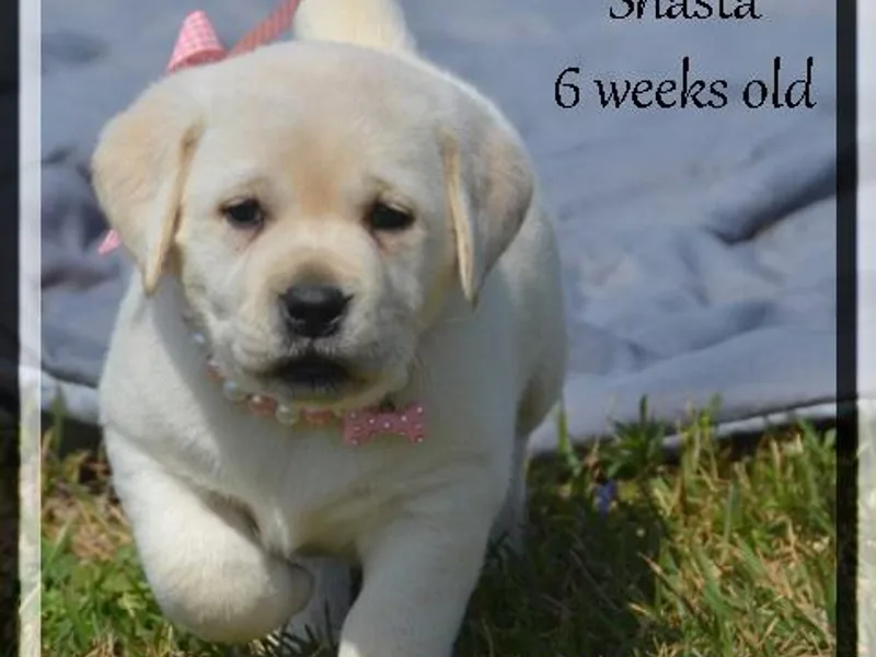 Horizon Labradors LLC