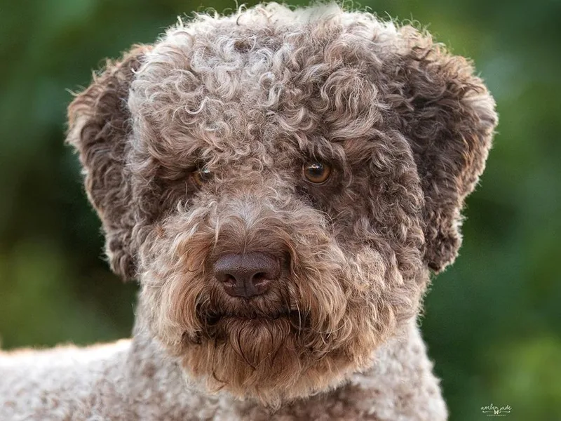 Horizon Lagotti Romagnoli