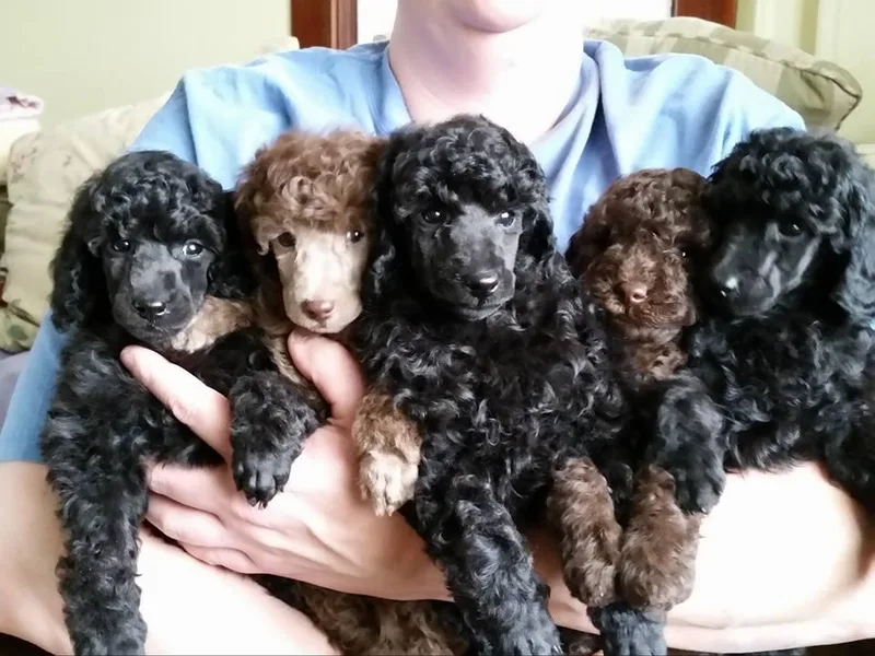 Horizon Poodles