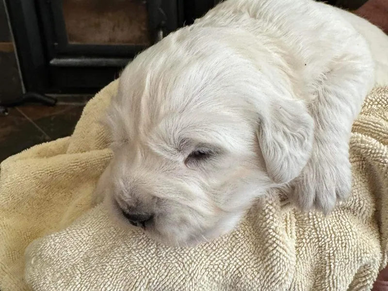 Horner Newfoundlands and Golden Retrievers