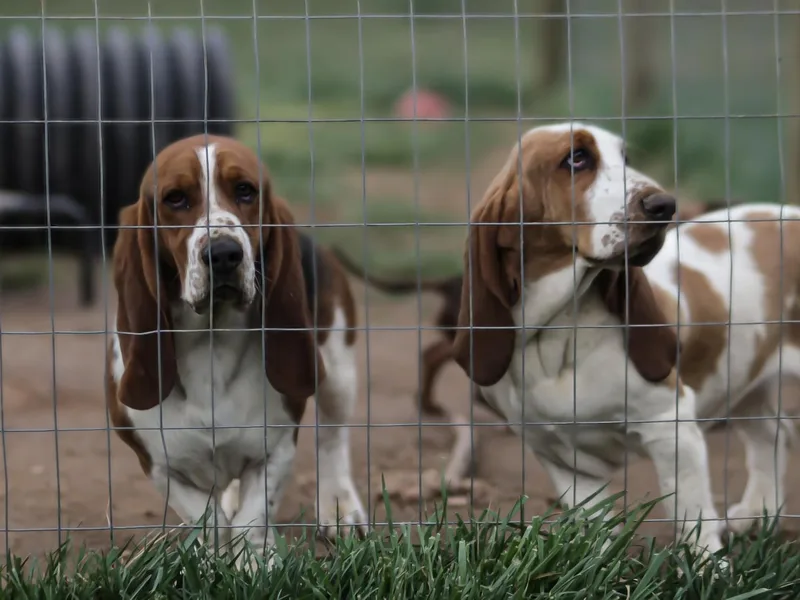 Hornet Hollow Bassets