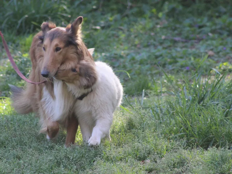 Horseshoe Mountain Collies