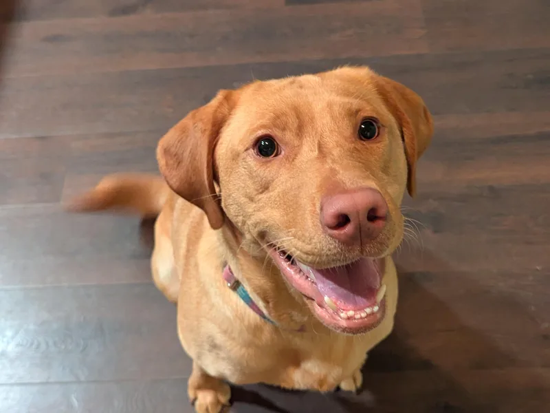 Horseshoe Mountain Kennel