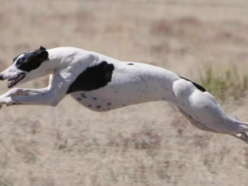 Horsetooth Whippets photo 1