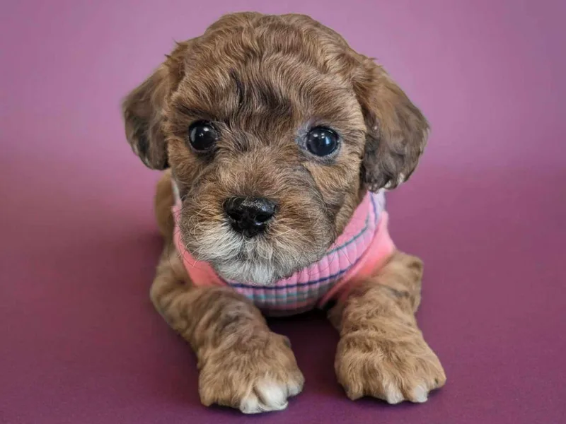 Horst Maltipoo Puppies