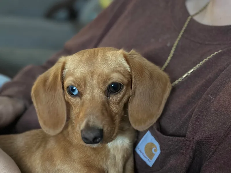 Horton Hears a Weenie photo 1