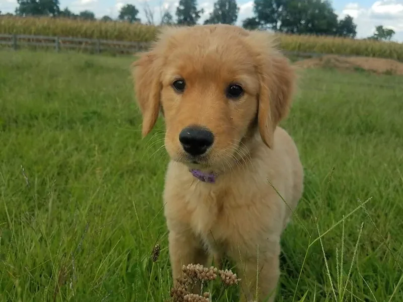 Hosmer's Golden Retrievers