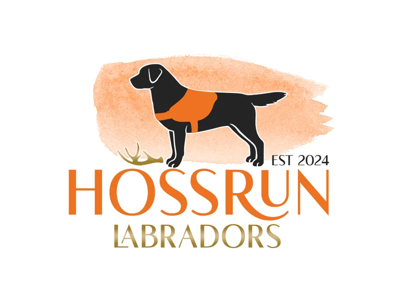 Hossrun Labradors