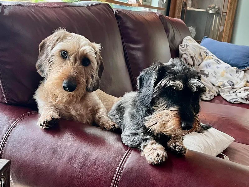 Hot Diggity Dogs (wirehair doxies)