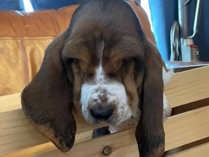 Hot Dogs Basset Hounds