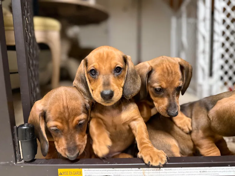 Hotdawgz Standard AKC Dachshunds
