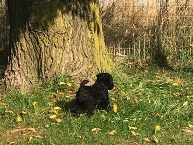 Hotlick’s Kerry Blue Terriers