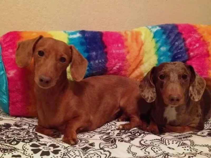 Hottesdoxies photo 1
