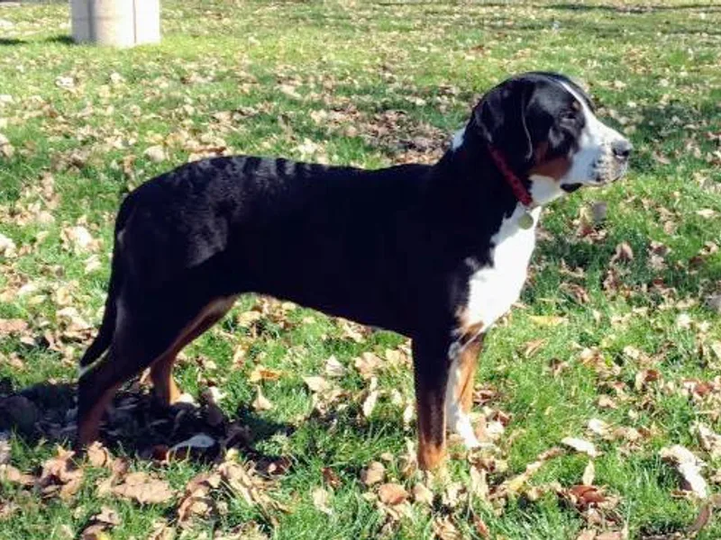 Houha Greater Swiss Mountain dogs