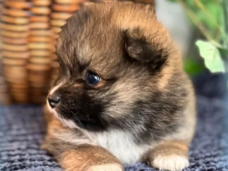 Hounchell’s Pomeranians