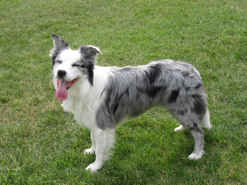 Hounds of Rabbit Hill