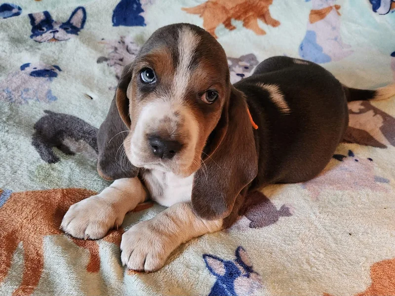 Hounds of Salemridge