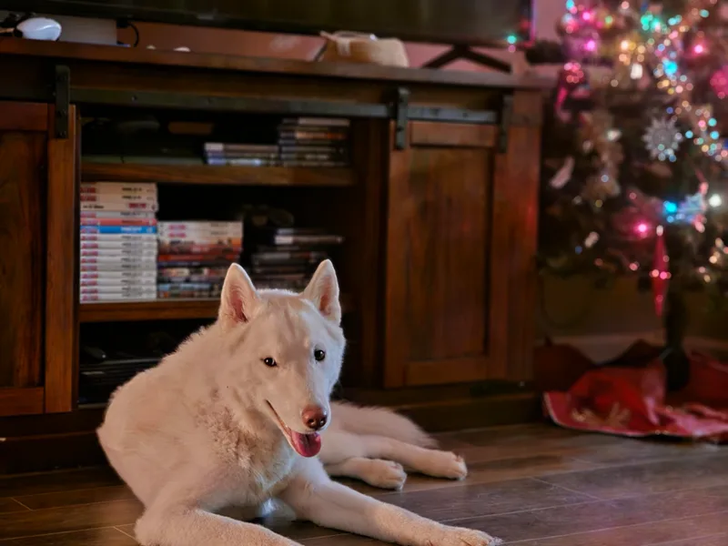 House Callihan-Walker Kennel