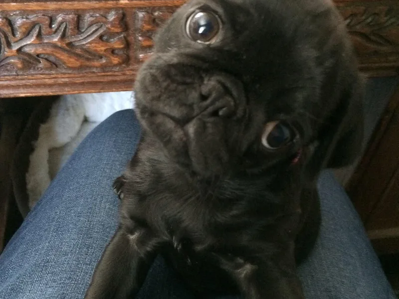 House of Briggs Pugs