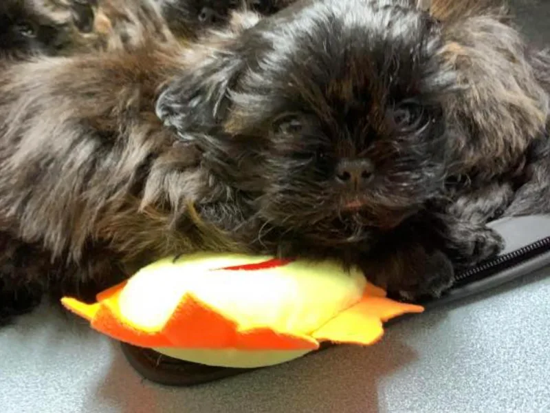 House of Little Lions