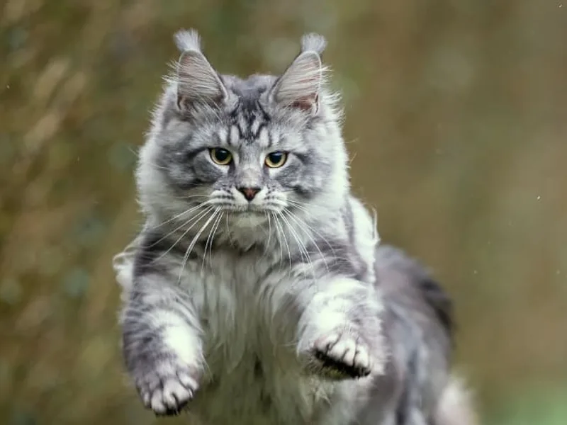 House Of Lynx